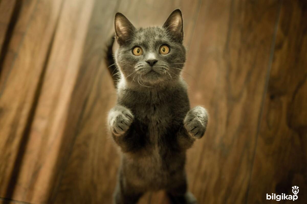 Kaçan Kovalanır!  Evcil Hayvanlar Kedi Bakımı